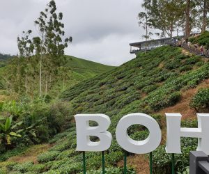 Malaysia - Cameron Highlands - Sehenswürdigkeiten - BOH Teeplantage