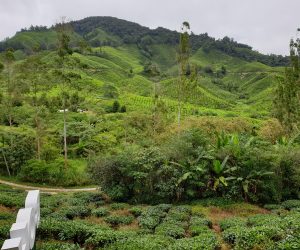 Malaysia - Cameron Highlands - Sehenswürdigkeiten - BOH Teeplantage