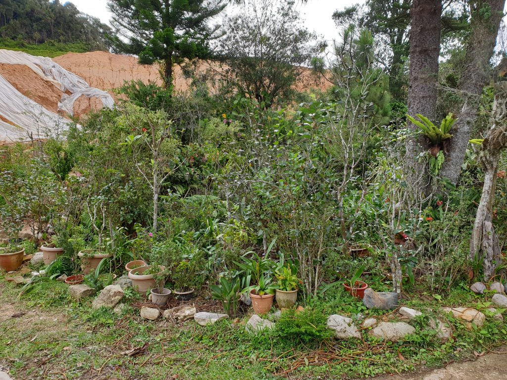 Malaysia - Cameron Highlands - Sehenswürdigkeiten - Tan's Camellia Garden