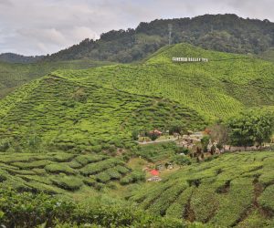 Malaysia - Cameron Highlands - Sehenswürdigkeiten - Bharat Teeplantage