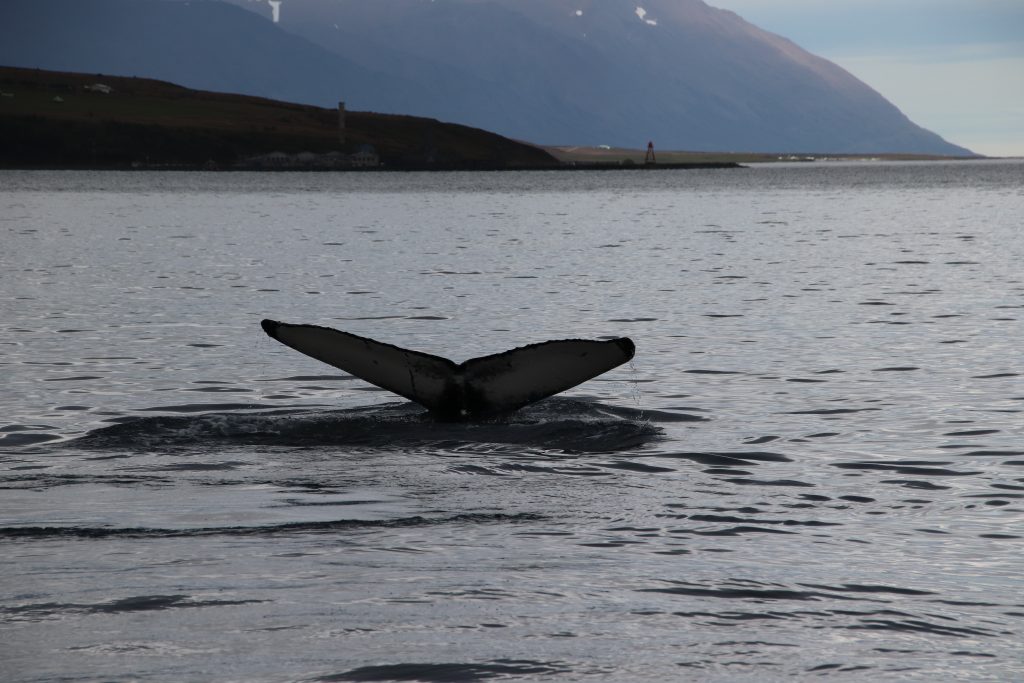 Island - Nordsland - Walewatching - Wale