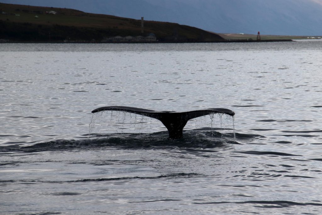 Island - Der Norden - Laufas Wal