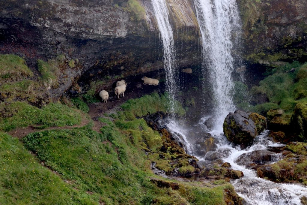 Island - Der Westen - Sheeps Waterfall