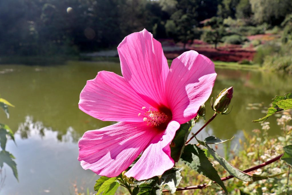 Deutschland - Wiesent - Nepal Himalaya Park - Heidegarten Großer See Blume