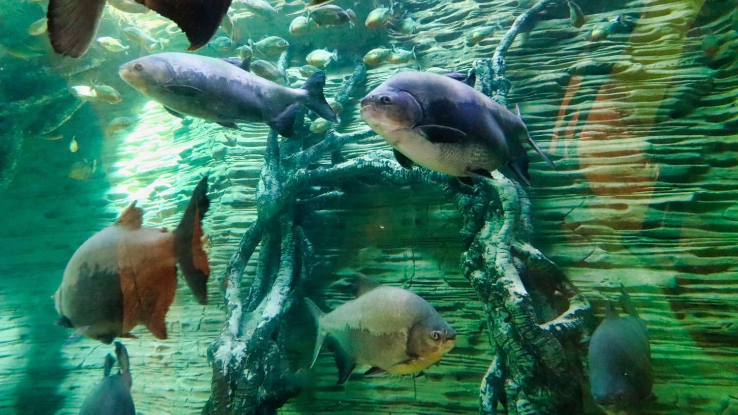 VAE - Dubai - Dubai Mall Aquarium
