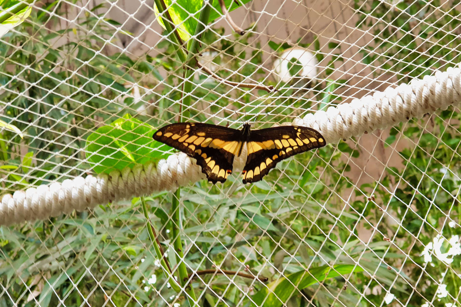 VAE - Dubai - Butterfly Garden - Schmetterling 1