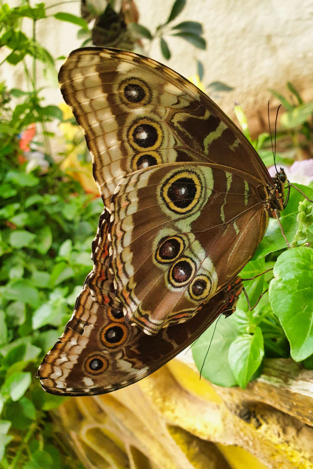 VAE - Dubai - Butterfly Garden - Schmetterling 4