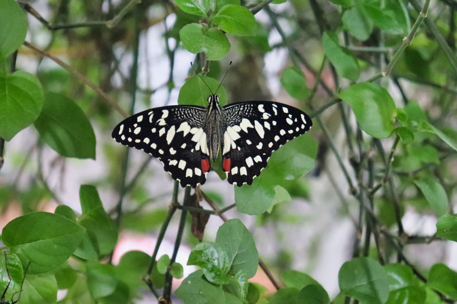 VAE - Dubai - Butterfly Garden - Schmetterling 6