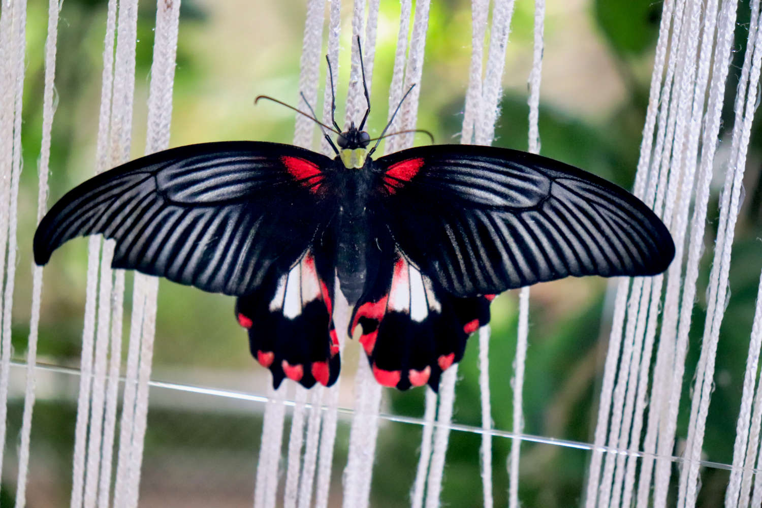 VAE - Dubai - Butterfly Garden - Schmetterling 7