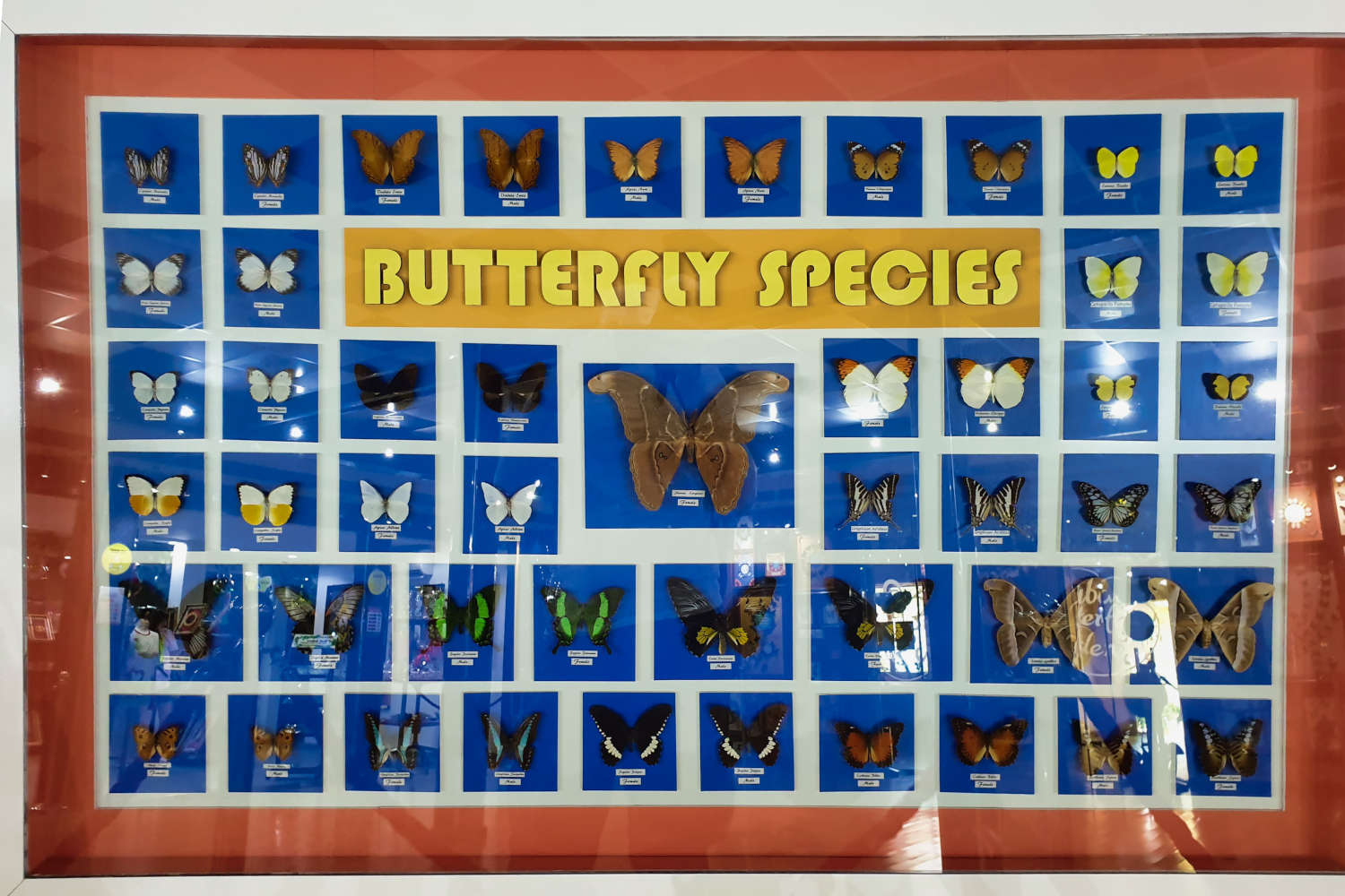 VAE - Dubai - Butterfly Garden - Uebersicht Arten