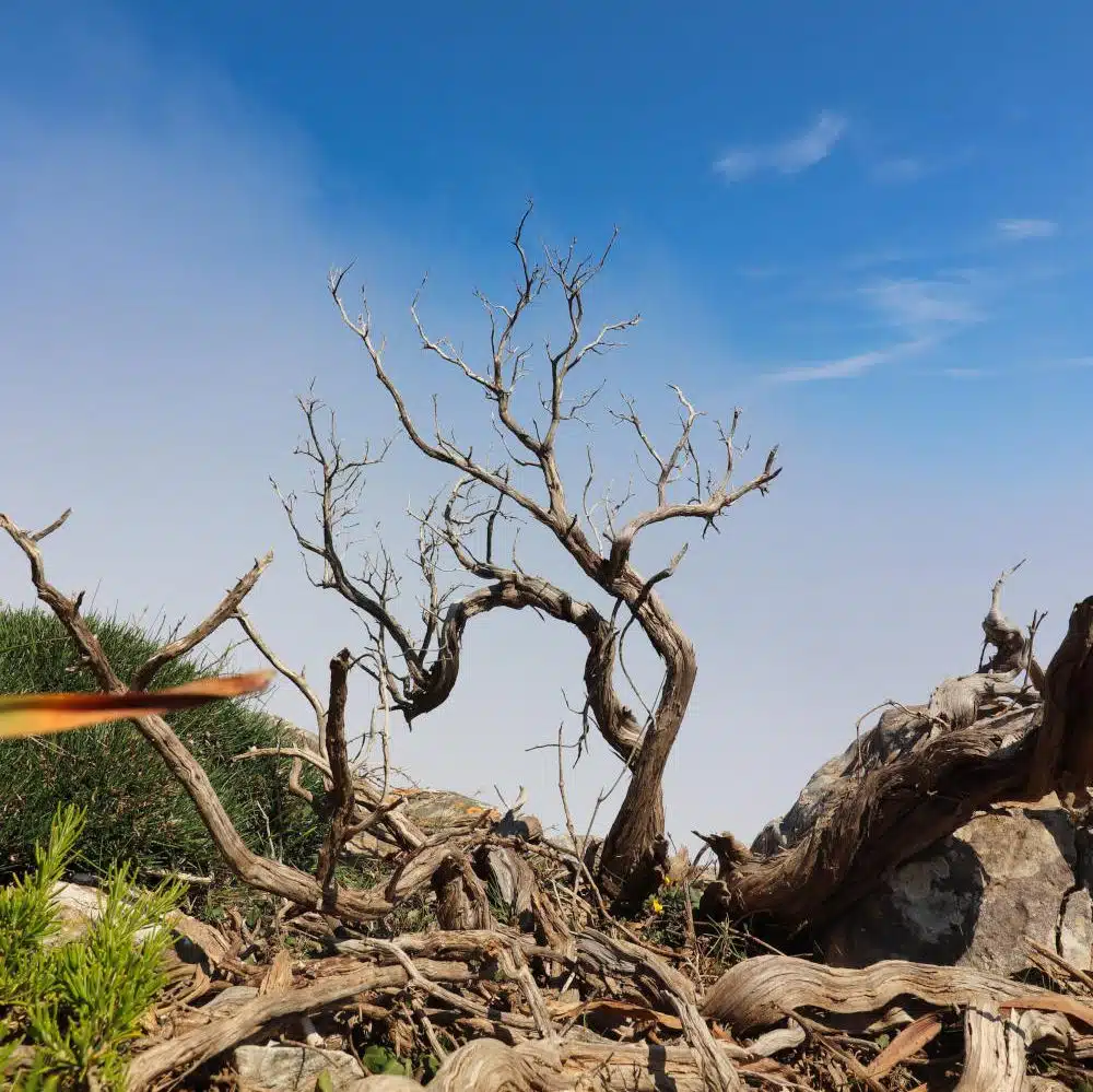 Spanien - Mallorca - Albercutx - Kein Baum nur ein Ast