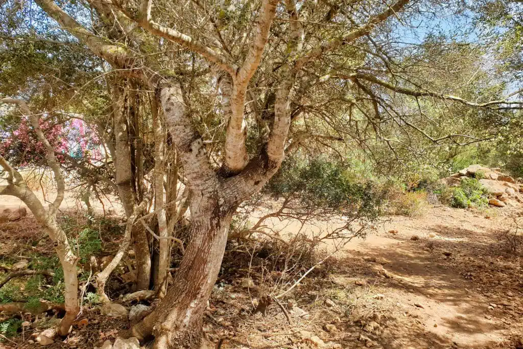 Spanien - Mallorca - Cala Varques - Wie kommt man hin 4