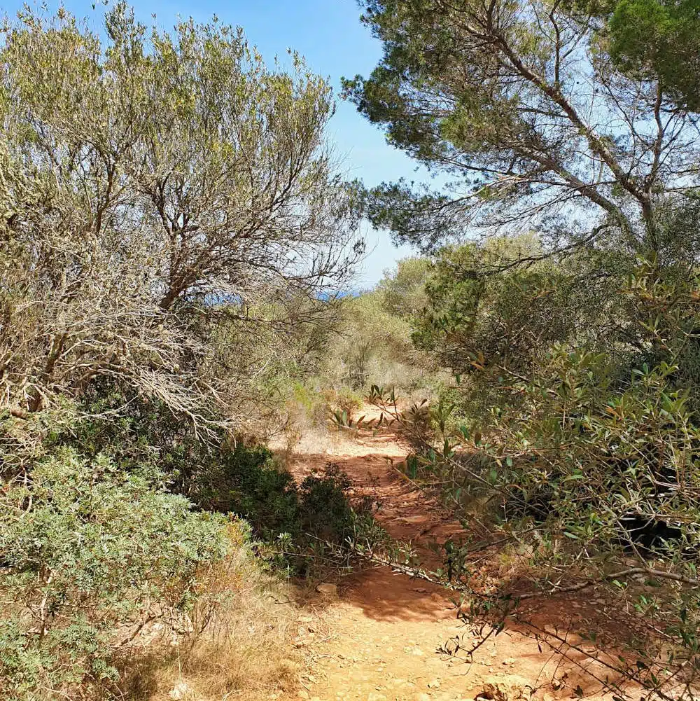 Spanien - Mallorca - Cala Varques - Wie kommt man hin 6
