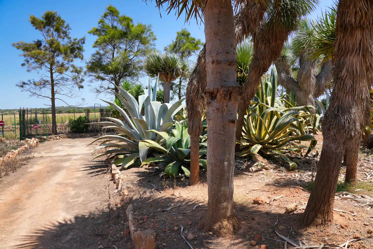 Spanien - Mallorca - Botanicactus - Agaven
