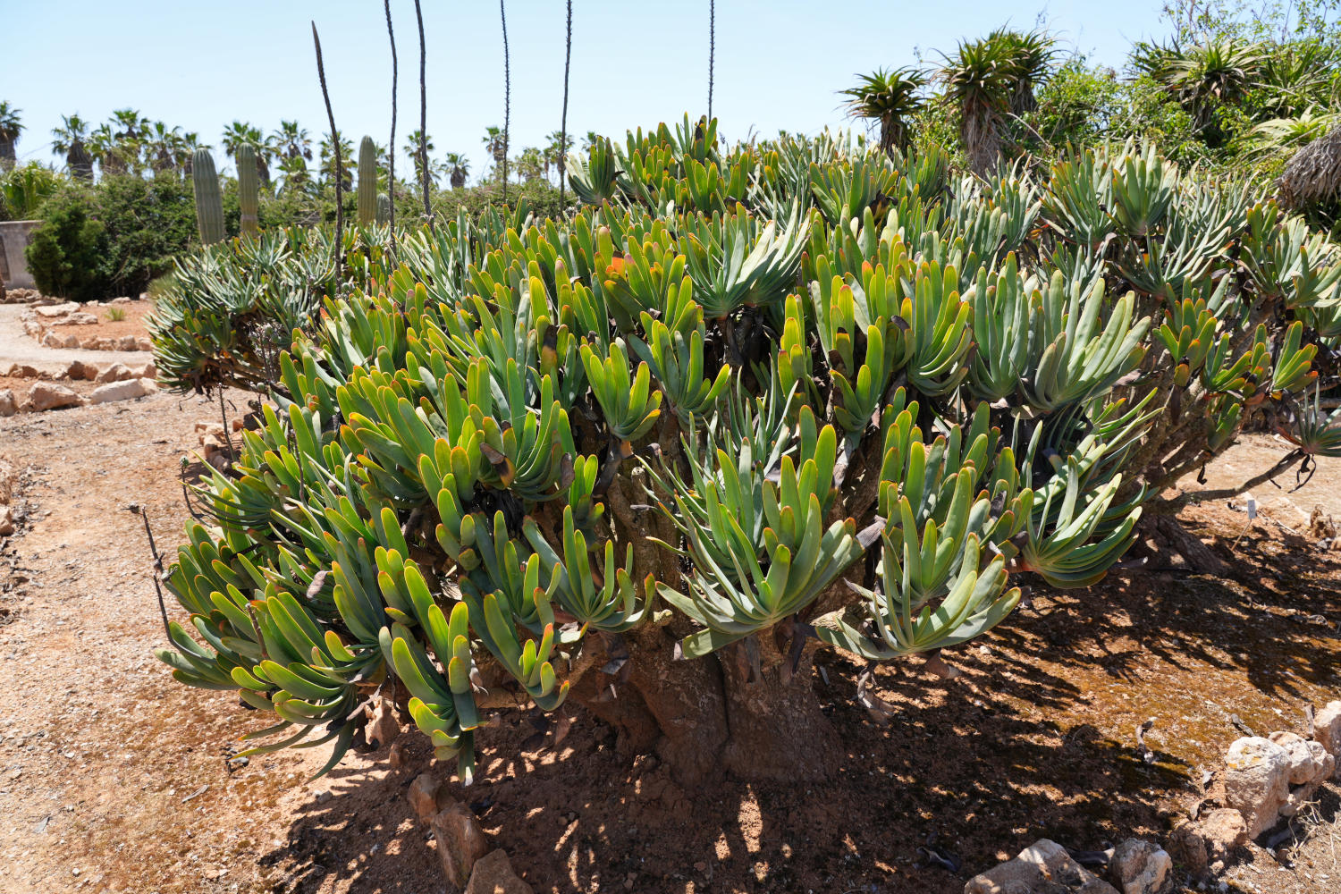 Spanien - Mallorca - Botanicactus - Aloe Vera