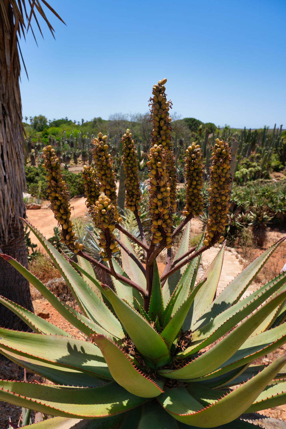Spanien - Mallorca - Botanicactus - Aloe