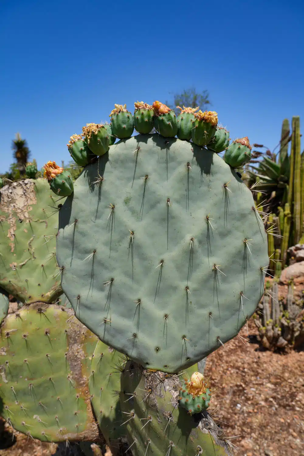 Spanien - Mallorca - Botanicactus - Feigenkaktus