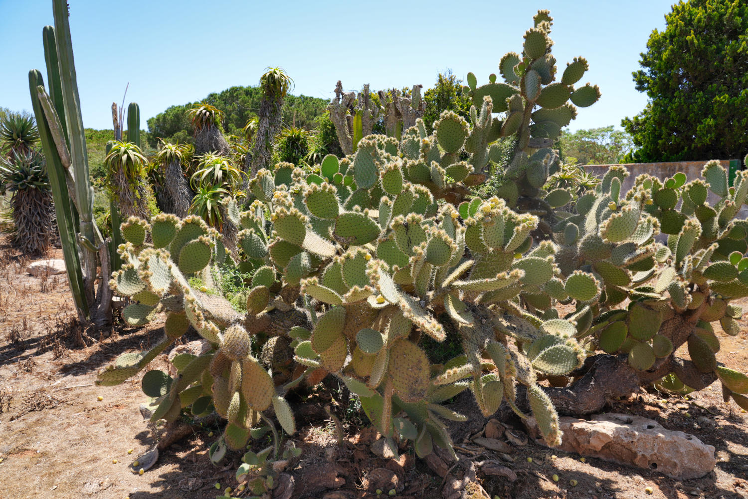 Spanien - Mallorca - Botanicactus - Kaktus 1