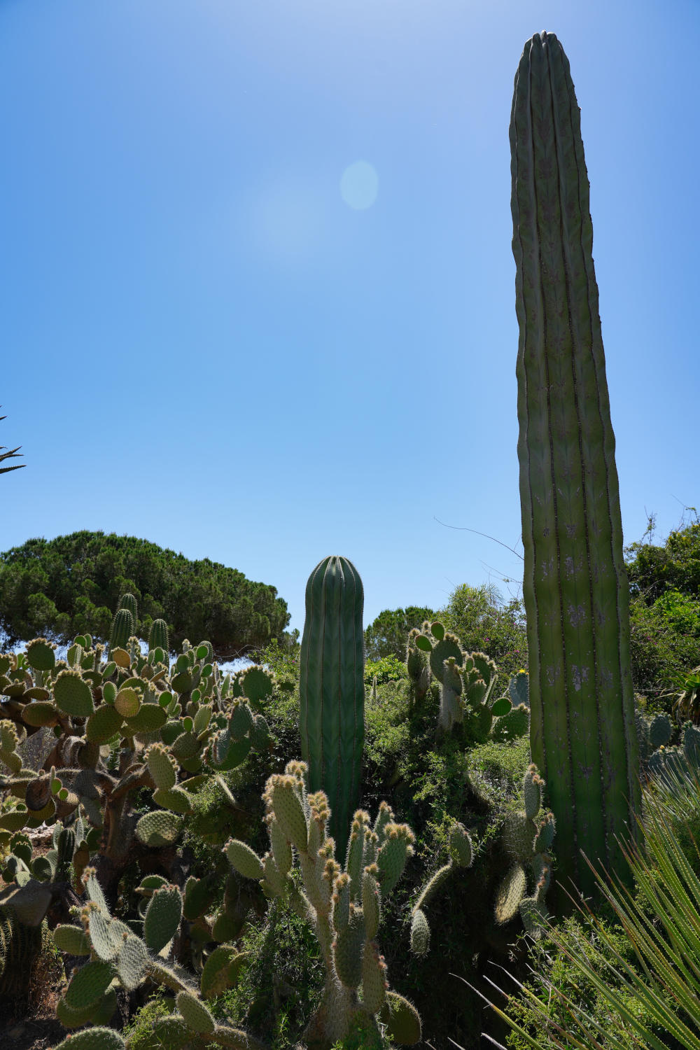 Spanien - Mallorca - Botanicactus - Kaktus 2