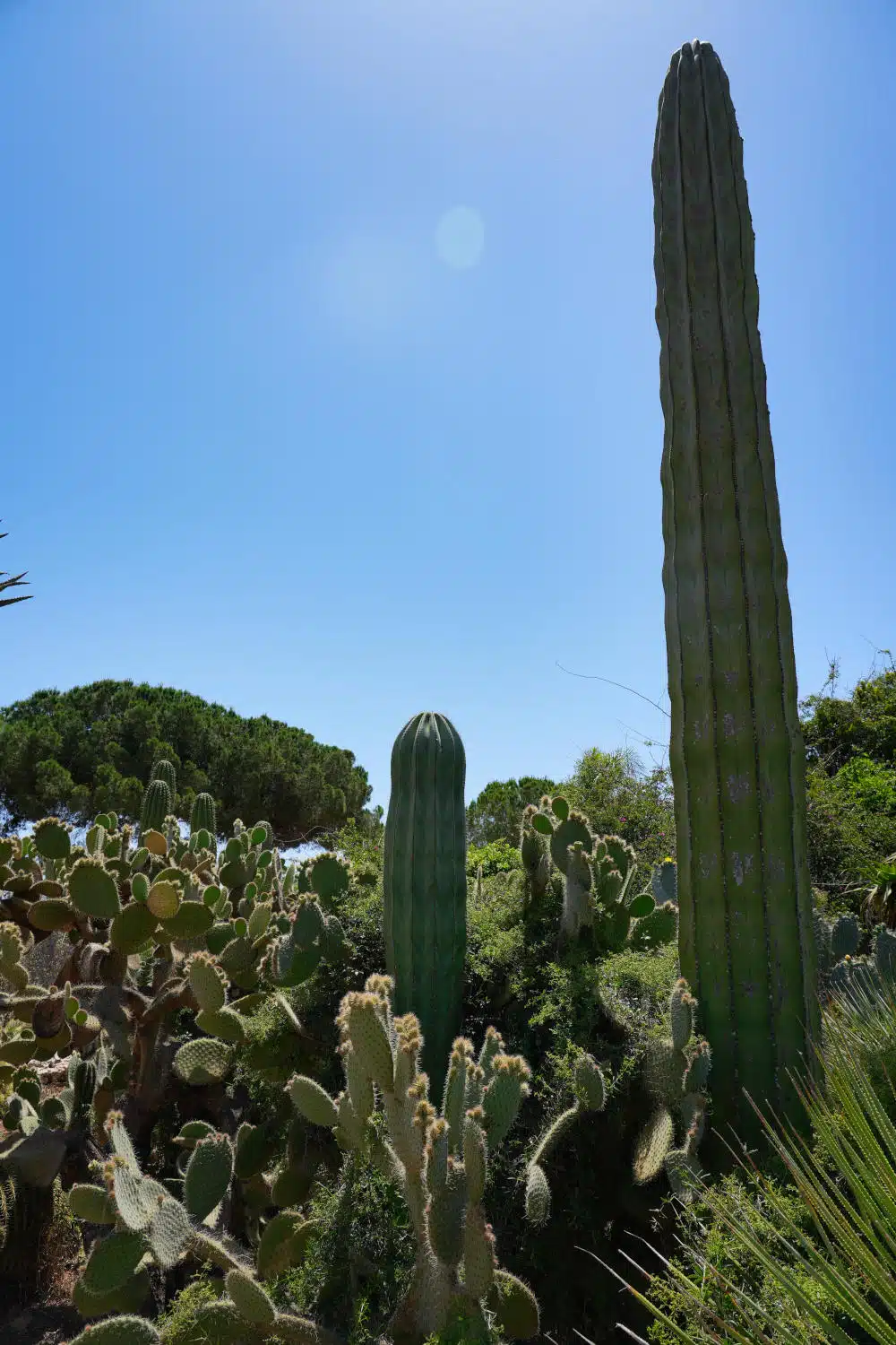 Spanien - Mallorca - Botanicactus - Kaktus 2