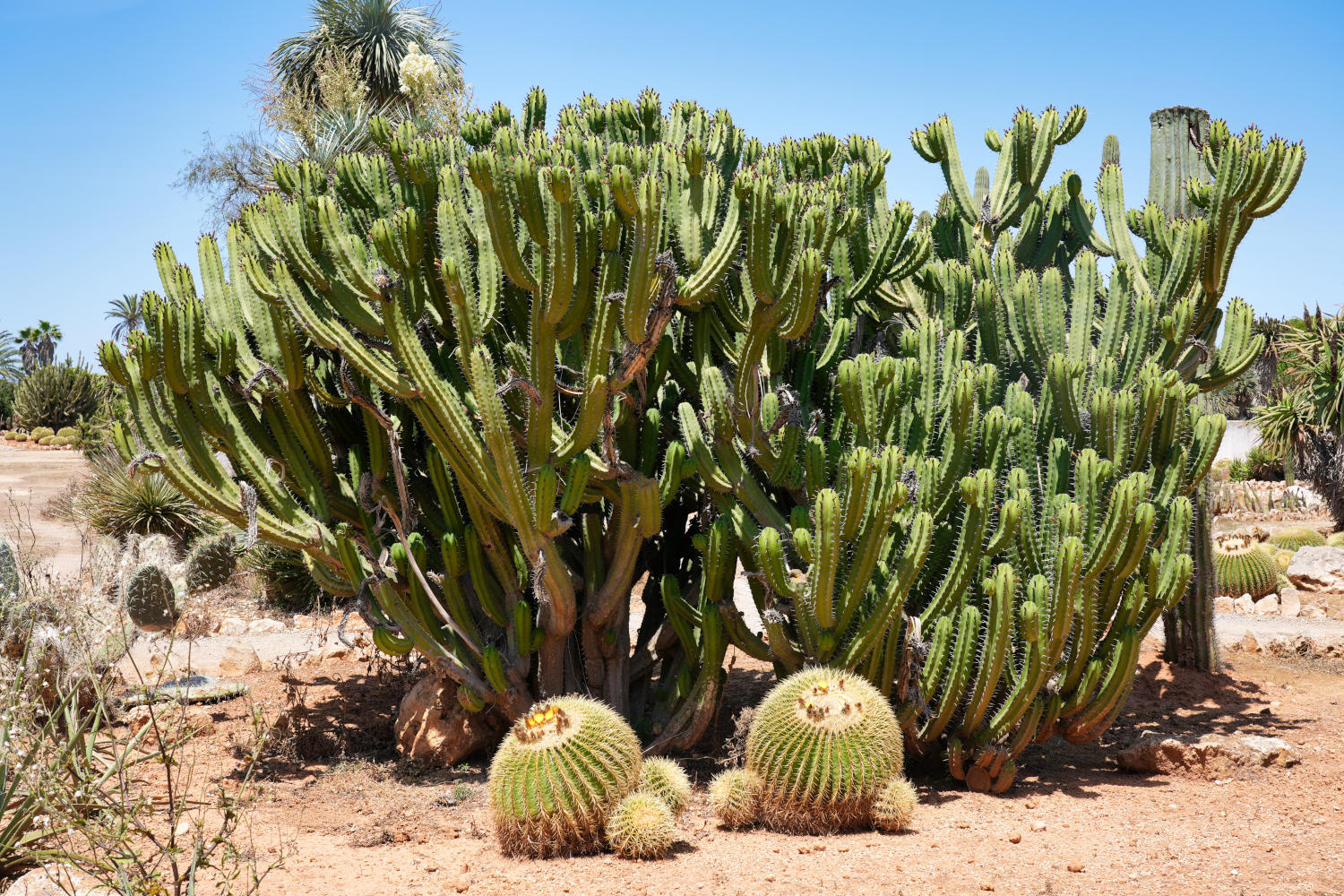 Spanien - Mallorca - Botanicactus - Kaktus 3