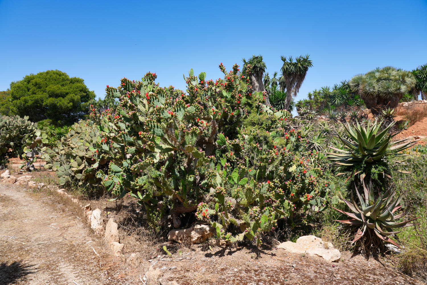 Spanien - Mallorca - Botanicactus - Kaktus 4