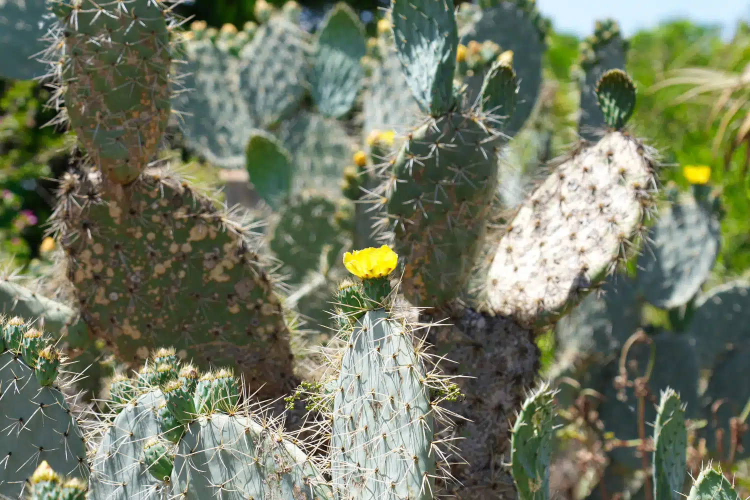 Spanien - Mallorca - Botanicactus - Kaktus Blüte