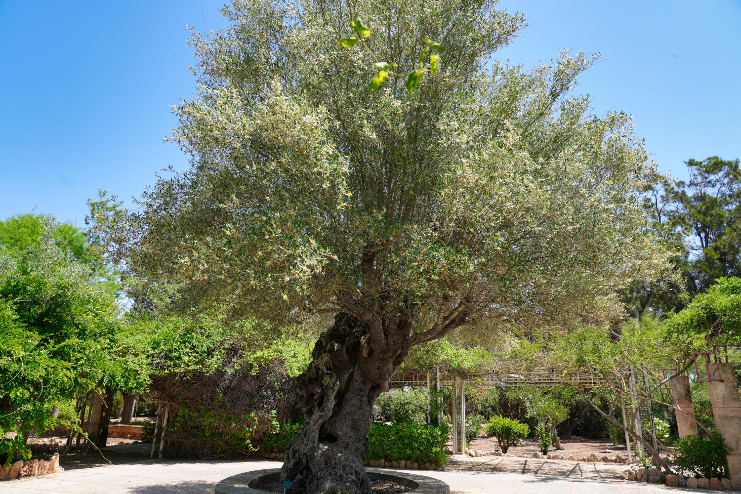 Spanien - Mallorca - Botanicactus - Olivenbaum
