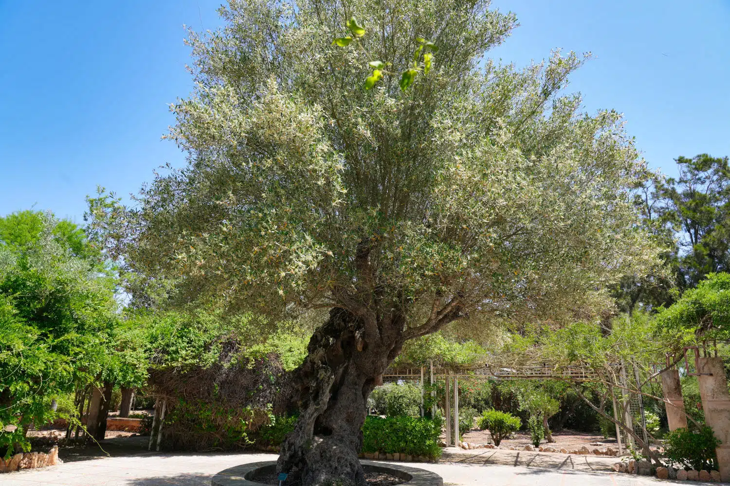 Spanien - Mallorca - Botanicactus - Olivenbaum