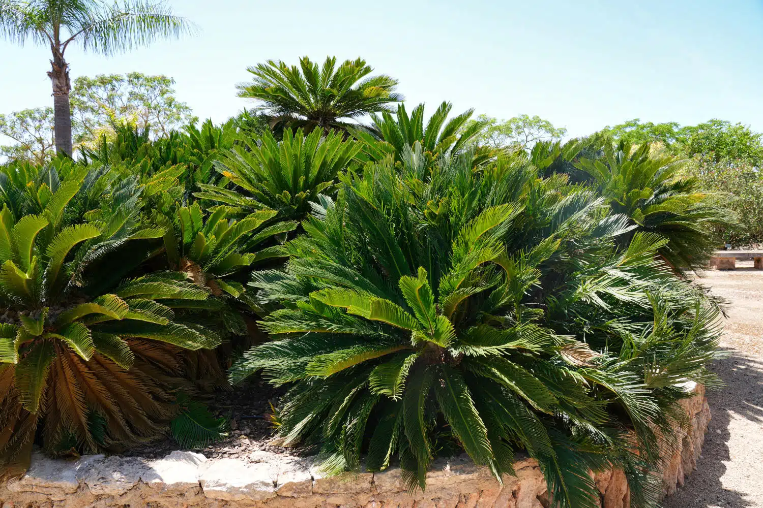 Spanien - Mallorca - Botanicactus - Palmen