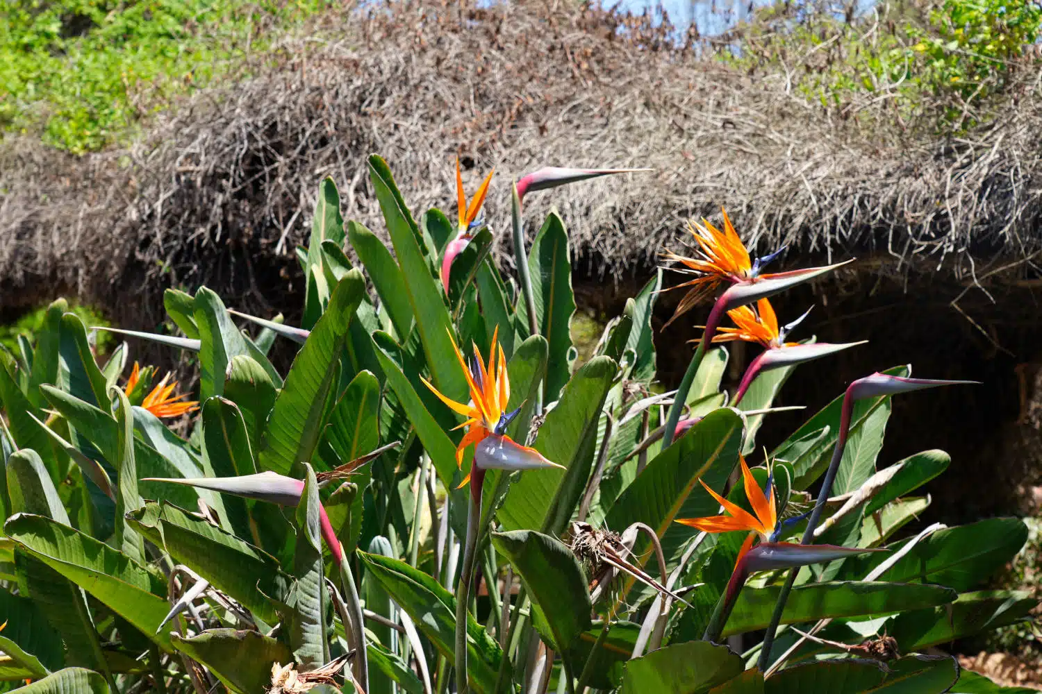 Spanien - Mallorca - Botanicactus - Paradiesvogelblume