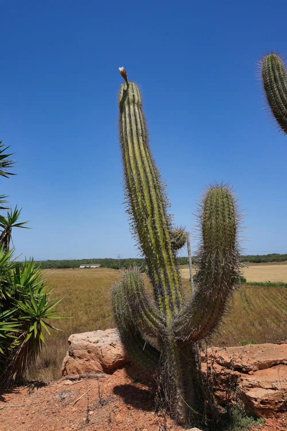Spanien - Mallorca - Botanicactus -Saguaro