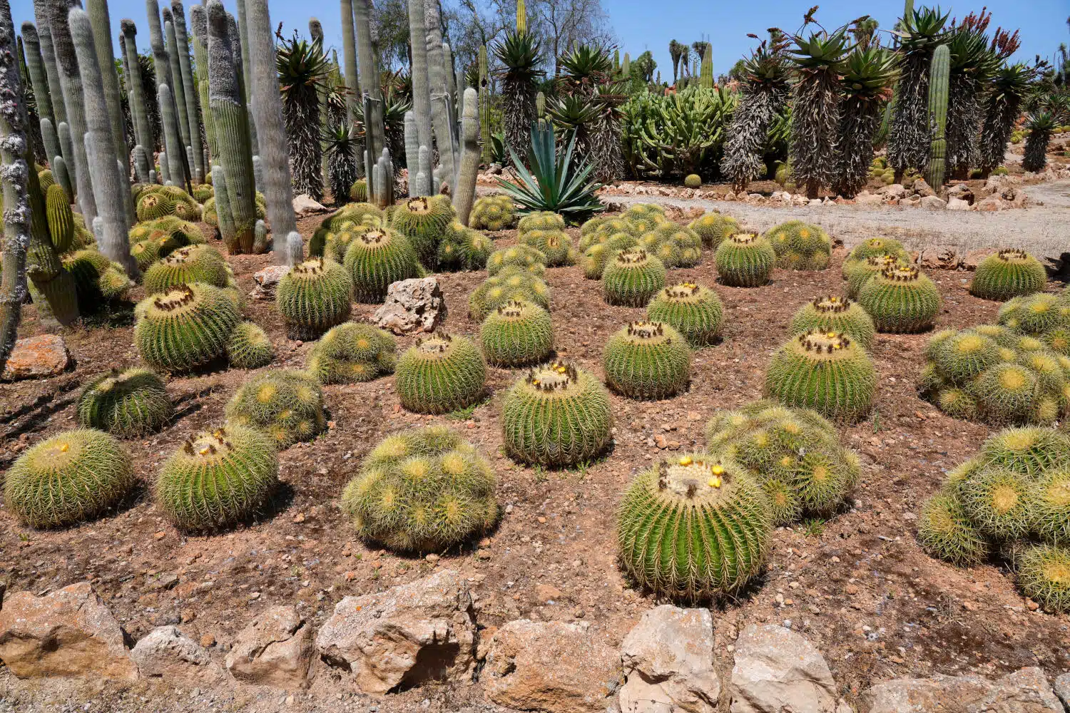 Spanien - Mallorca - Botanicactus - Schwiegermuttersitz