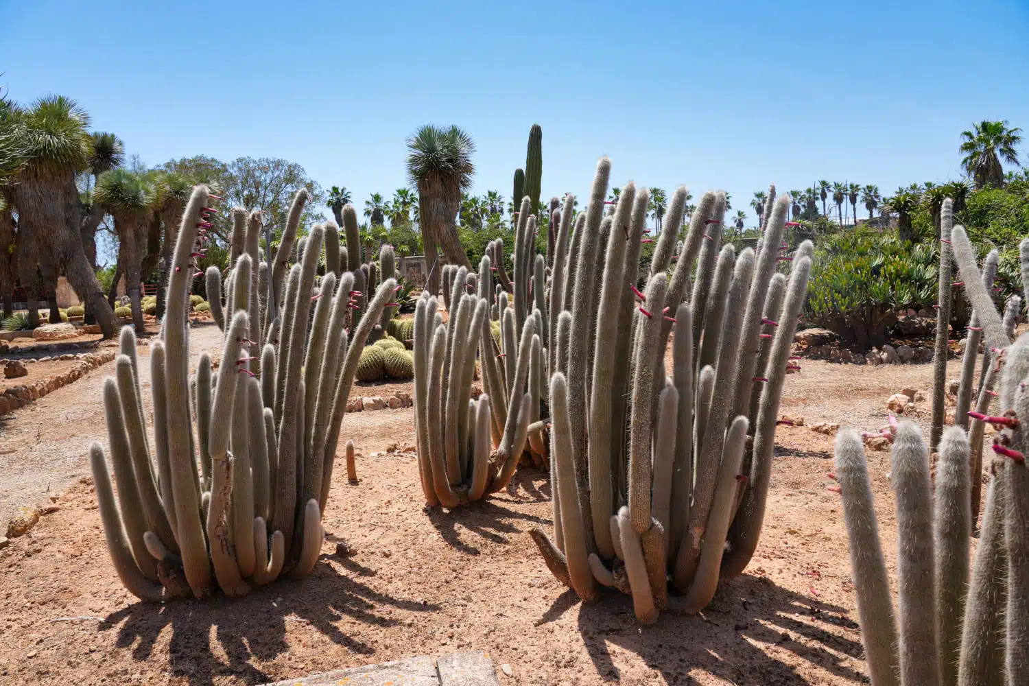 Spanien - Mallorca - Botanicactus - Silberkerze