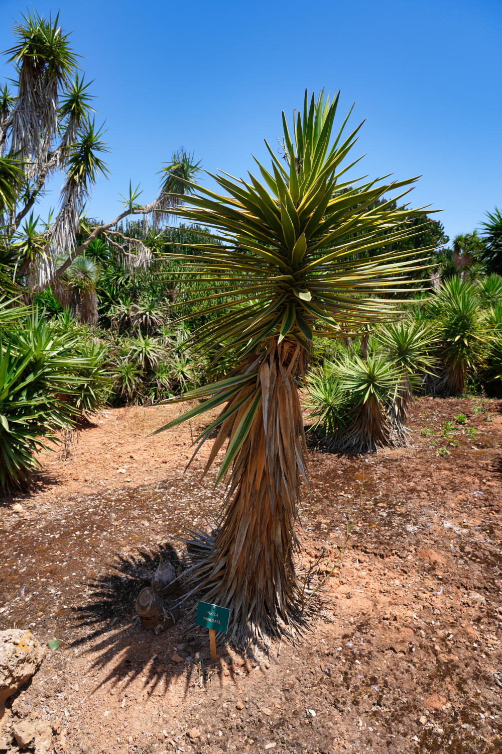 Spanien - Mallorca - Botanicactus - Yucca Palme