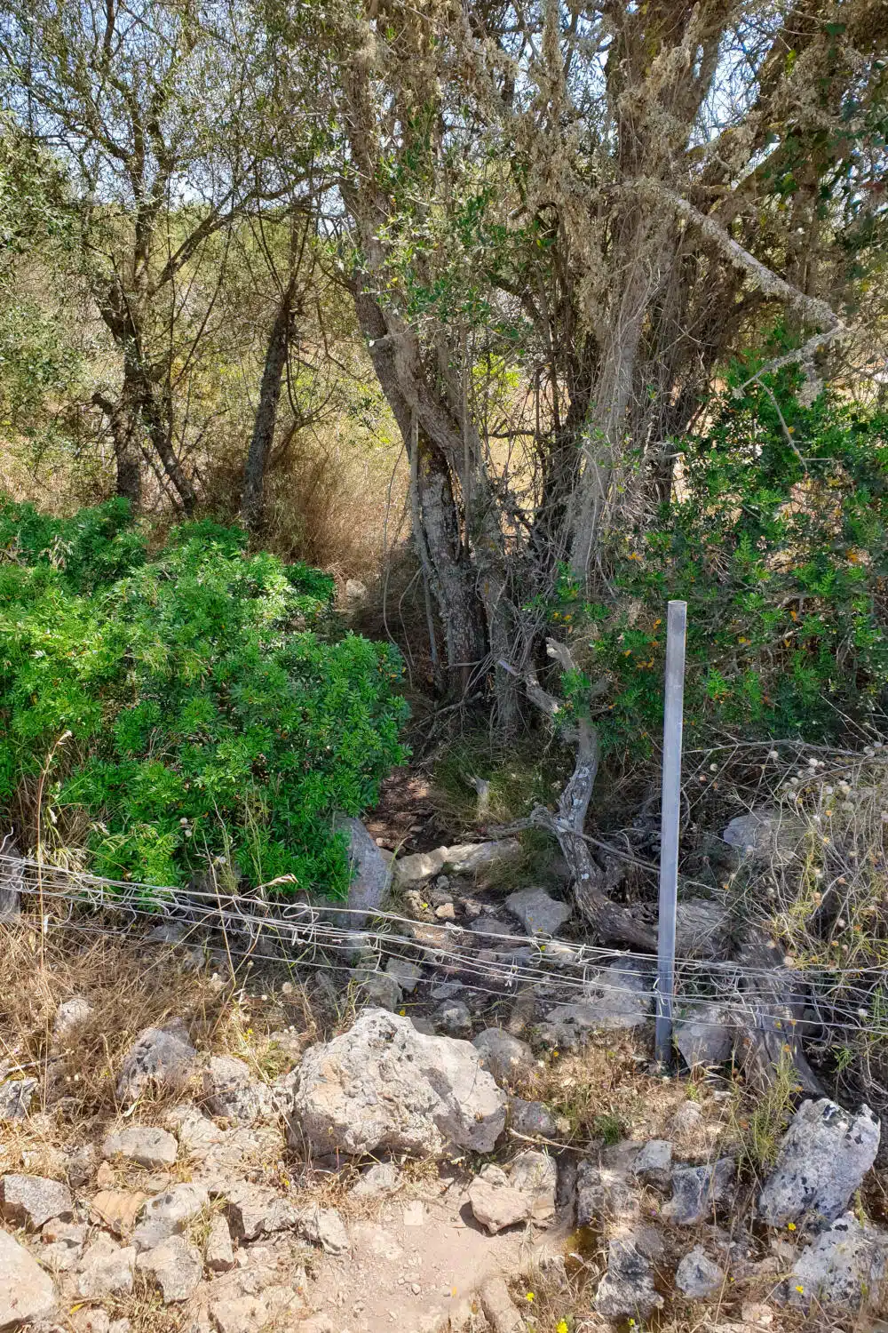 Spanien - Mallorca - Caballos de Rolf Schaffner - Der Weg - Über die Mauer